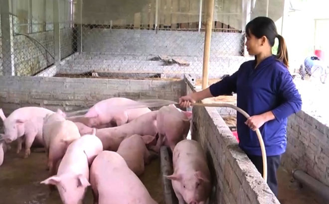 Chị La Thị Hoa, thôn Khuôn Giỏ, xã Tân Hương thu nhập khoảng 400 triệu đồng/năm nhờ chăn nuôi lợn, bò và nuôi giun quế.
