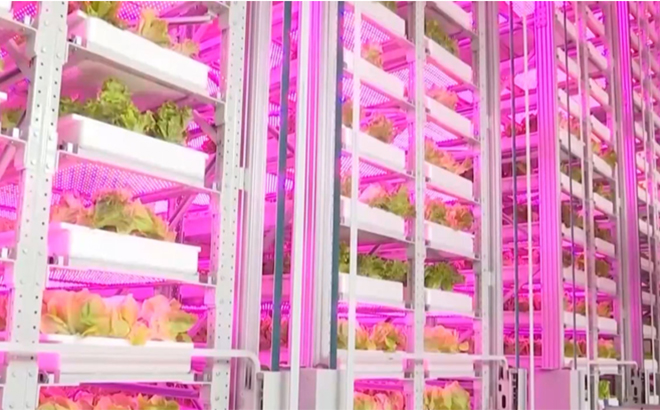 Cây trồng ở trang trại tự động Thành Đô được chăm sóc bằng hàng trăm loại đèn led màu khác nhau phù hợp với từng giai đoạn phát triển.