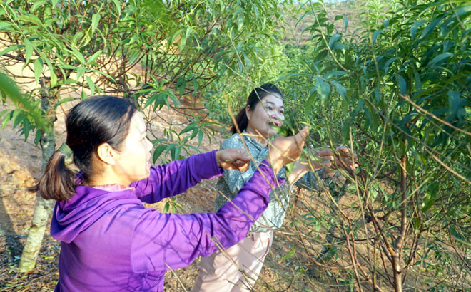 Thời điểm này, người dân xã Minh Bảo, thành phố Yên Bái đang tiến hành tuốt lá đào để hoa sẽ nở vào đúng dịp Tết Nguyên đán.