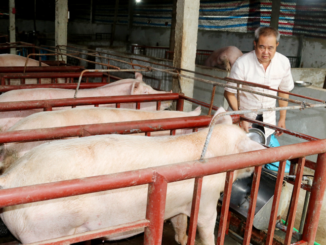 Hiện người chăn nuôi trên địa bàn thị xã Nghĩa Lộ đang tập trung làm công tác phòng, chống dịch bệnh, tăng đàn để phục vụ thị trường Tết Nguyên đán 2024