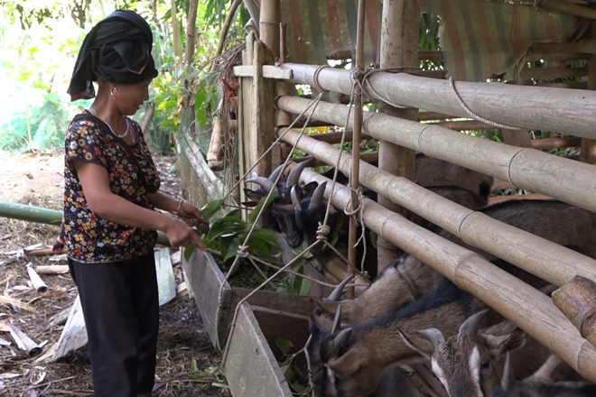 Nhiều hộ dân trên địa bàn huyện Văn Chấn phát triển kinh tế từ mô hình chăn nuôi vươn lên thoát nghèo.