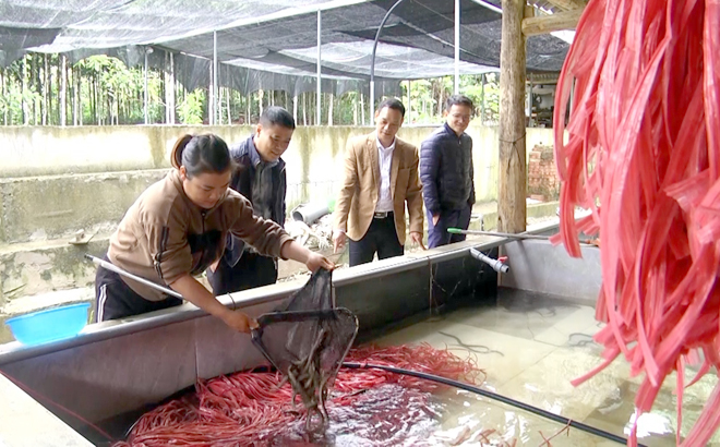Mô hình nuôi lươn không bùn của gia đình chị Hà ở bản Nả, xã Việt Hồng, huyện Trấn Yên.