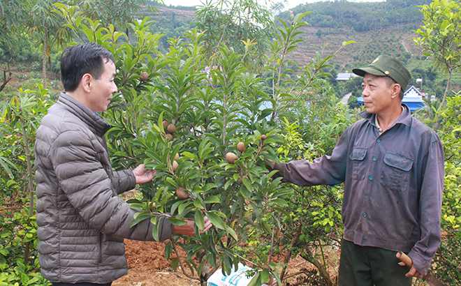 Nhiều người dân ở thị trấn Nông trường Trần Phú đã nhanh nhạy chuyển đổi sang trồng hồng xiêm xoài, bước đầu đã cho kết quả tốt.
