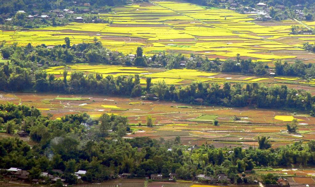 Mường Lò là cánh đồng lớn thứ hai ở Tây Bắc

