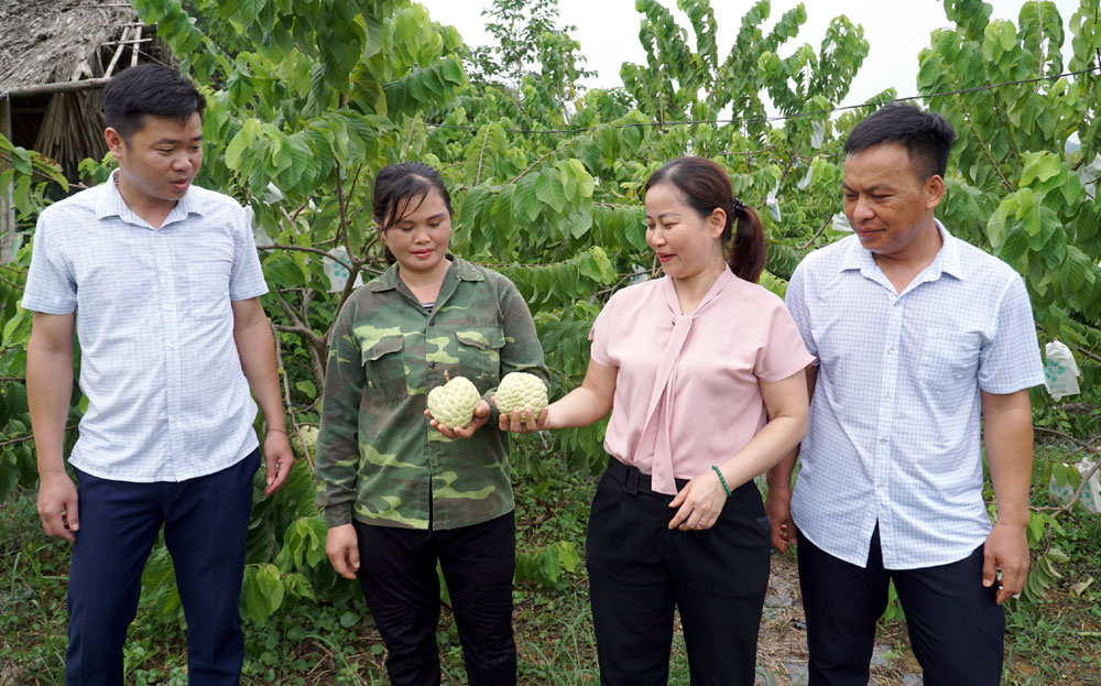 Mô hình trồng na Đài Loan của gia đình anh Nguyễn Ngọc Thương, thôn São, xã Tân Lập, huyện Lục Yên cho thu nhập trên 100 triệu đồng mỗi năm.