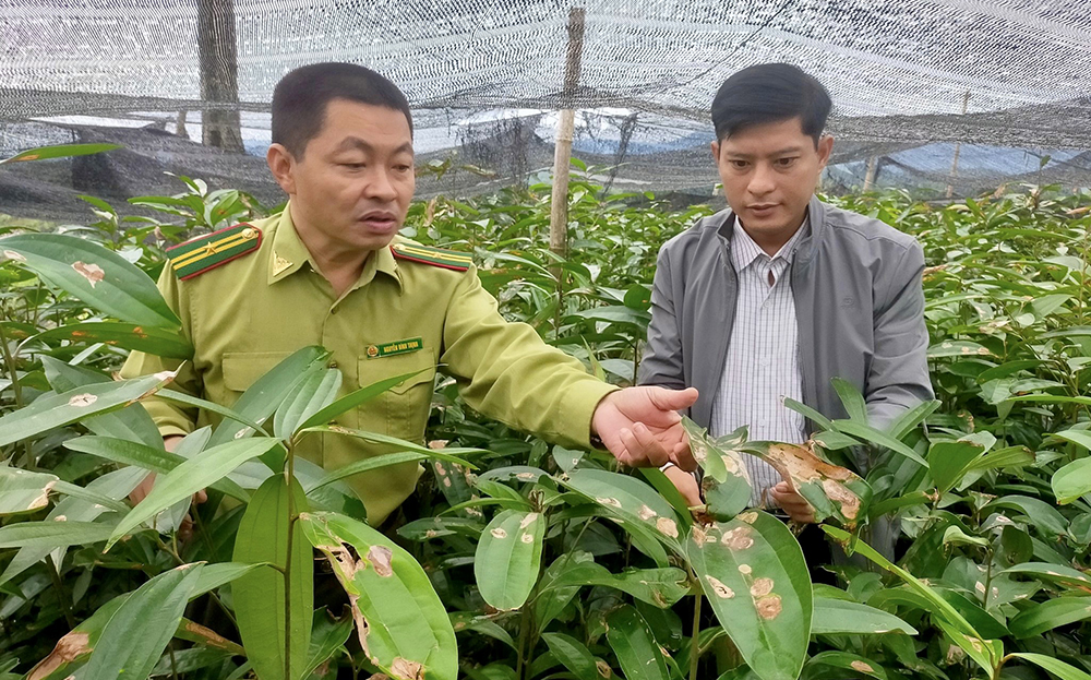 Lãnh đạo Hạt Kiểm lâm Trấn Yên kiểm tra vườn ươm quế giống trên địa bàn.