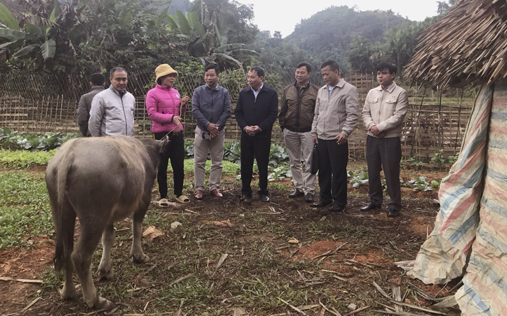Chi cục Chăn nuôi và Thú y tỉnh cùng các ngành chuyên môn của huyện Lục Yên kiểm tra việc triển khai việc hỗ trợ trâu cái sinh sản cho hộ nghèo tại xã Mường Lai, huyện Lục Yên