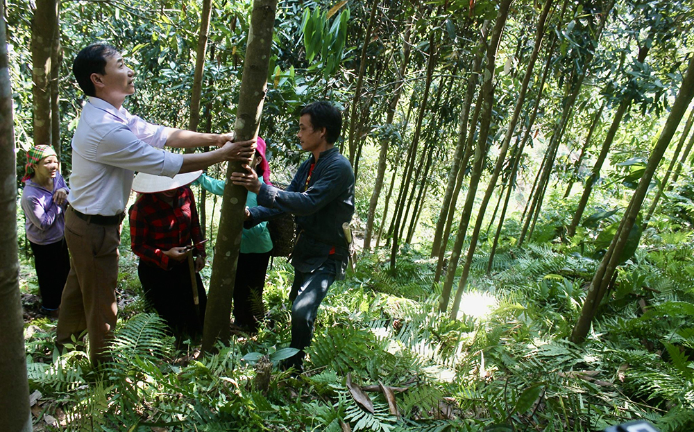 Lãnh đạo xã Phong Dụ Thượng, huyện Văn Yên (bên trái) kiểm tra tình hình sản xuất quế hữu cơ của người dân.