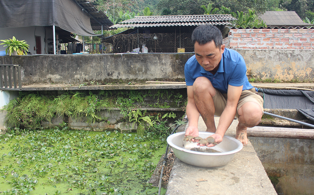 Ông Hoàng Văn Kửu ở xã Cát Thịnh kiểm tra chất lượng con giống ba ba gai.