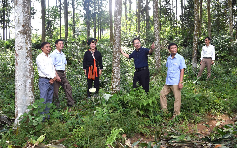 Lãnh đạo Hội Nông dân tỉnh thăm mô hình trồng quế hữu cơ cho thu nhập trên 200 triệu đồng/năm tại xã Đại Phác, huyện Văn Yên.