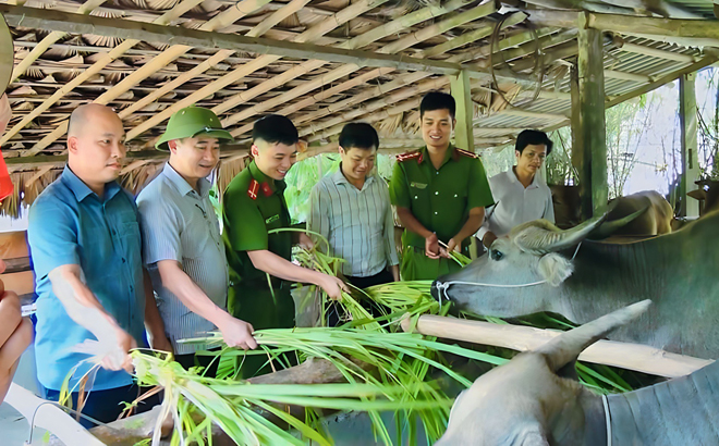 Chủ tịch UBND huyện Văn Yên Hà Đức Anh (đội mũ) kiểm tra mô hình chăn nuôi đại gia súc xã Phong Dụ Thượng.