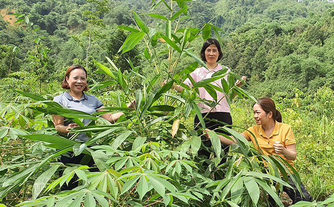 Mô hình trồng Măng tre Bát độ ở Lương Thịnh được nhân rộng trong các hộ dân.