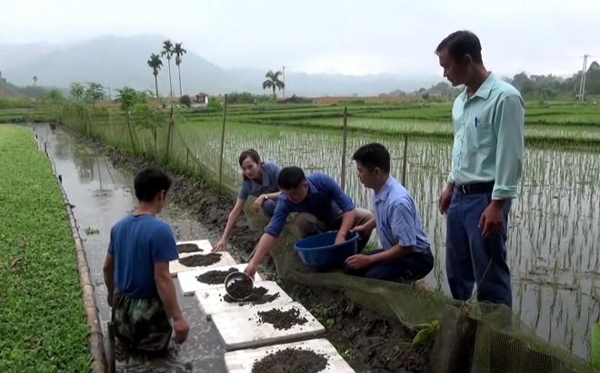 Đào tạo nghề cho lao động là người cận nghèo ở huyện Trấn Yên.