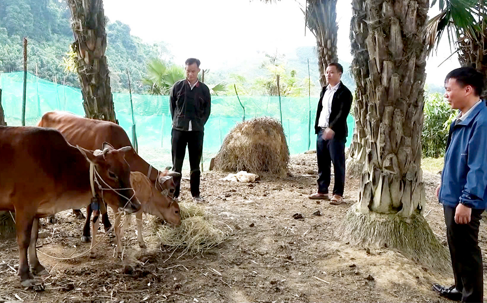 Residents in Van Chan actively store feed and vaccinate their livestock to ensure their protection.
