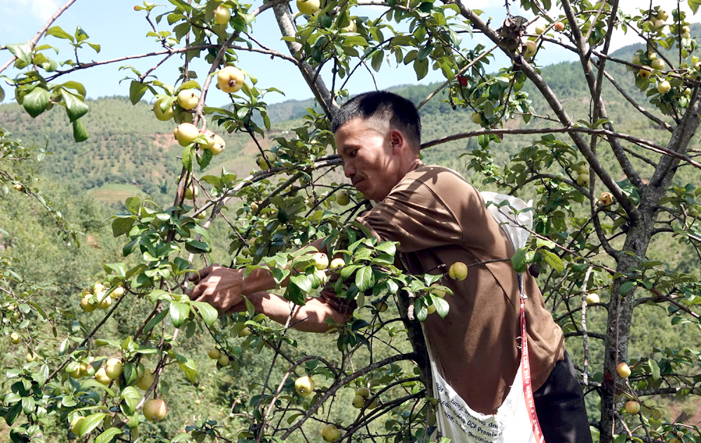 Farmers in Mu Cang Chai District Harvest Son Tra Fruit