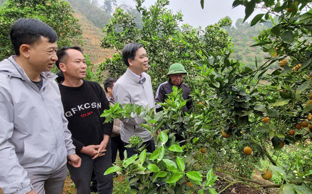 Bí thư Huyện ủy, Chủ tịch HĐND huyện Văn Chấn Mai Mộng Tuân kiểm tra mô hình trồng cam hữu cơ tại xã Bình Thuận