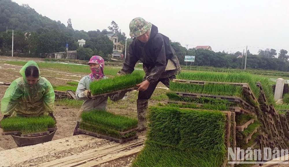 Chuẩn bị mạ cho máy cấy của Hợp tác xã dịch vụ nông nghiệp thị trấn Tân Thanh, huyện Thanh Liêm (Hà Nam).