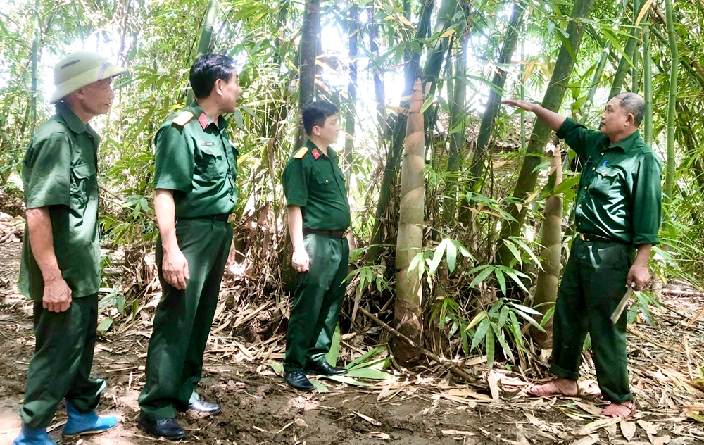 Mô hình trồng cây tre măng Bát độ của CCB Hoàng Ngọc Sử, ở thôn Phú Mỹ, xã Mỹ Gia đã mang lại nguồn thu nhập cho gia đình