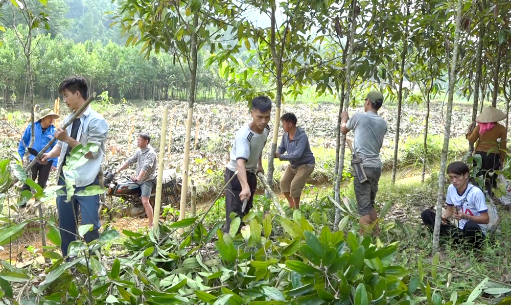 Nhân dân xã An Lương, huyện Văn Chấn hỗ trợ nhau thu hoạch quế, dọn dẹp cây cối để xây dựng khu tái định cư.
