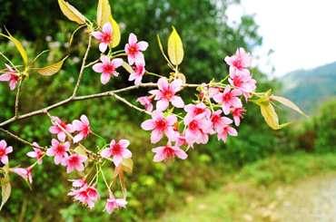 Hoa tớ dảy. Ảnh Quang Tuấn