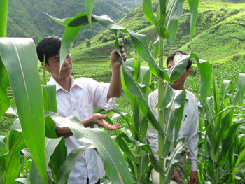 Năm 2009, thôn Làng Mảnh, xã Tà Si Láng, huyện Trạm Tấu Thực hiện tốt Đề án phát triển ngô hàng hóa trên các diện tích nương rãy của người dân địa phương.