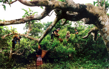 Chè Shan tuyết ở Suối Giàng (Văn Chấn).
