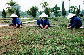 Công nhân Công ty Môi trường Đô thị trồng cỏ mới tại công viên Yên Hòa (thành phố Yên Bái).