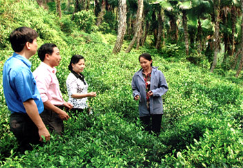 Làm tốt công tác dân vận, Đảng ủy và chính quyền xã Hán Đà (Yên Bình) đã vận động nhân dân xóa dần diện tích cây cọ chuyển sang trồng chè giống mới cho thu nhập cao.

