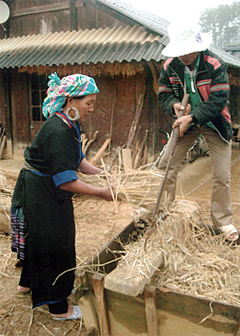 Hội viên phụ nữ Hảng Thị Súa làm kinh tế giỏi ở bản Mí Háng Tâu, xã Púng Luông băm cỏ làm thức ăn cho gia súc.