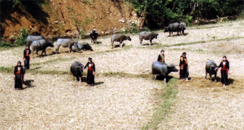 Chăn nuôi trâu ở xã Tân phượng (Lục Yên).
(Ảnh: Thanh Miền)