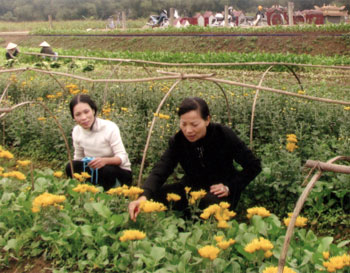 Nhiều gia đình hội viên phụ nữ xã Tuy Lộc chuyển đổi diện tích đất màu sang trồng hoa cho thu nhập cao.

