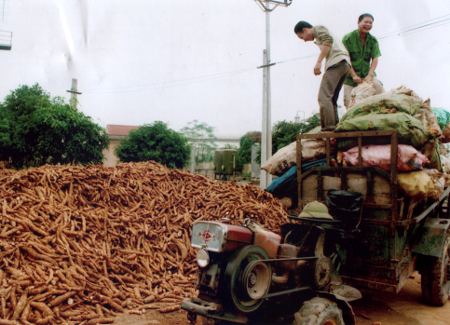 Nhà máy chế biến tinh bột sắn Văn Yên thu mua sắn cho nông dân.
