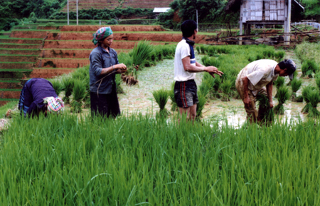 Đồng bào vùng cao tích cực đưa các giống lúa mới vào gieo cấy.
(Ảnh: Thanh Miền)
