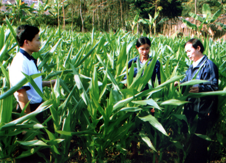 Cây ngô đông mang lại nguồn thu khá cho người dân Tân Lĩnh.