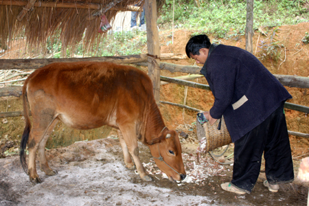 Tích cực phòng chống rét cho đàn gia súc.