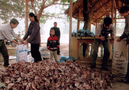 Sản phẩm mộc nhĩ của nông dân xã Phúc Lộc (thành phố Yên Bái) được phơi khô đáp ứng nhu cầu tiêu thụ cho thị trường tết Tân Mão.