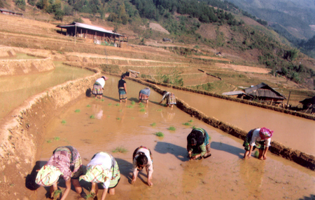 Bà con người Mông xã Xà Hồ (Trạm Tấu) cấy lúa vụ hai.
