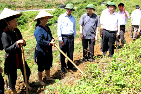 Đồng chí Hoàng Xuân Lộc - Chủ tịch HĐND tỉnh kiểm tra mô hình trồng cây cao su tại xã Gai Hội - huyện Văn Chấn