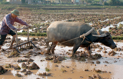 Trong những ngày rét đậm, rét hại không cày kéo và tránh tình trạng thả rông gia súc. Ảnh minh họa