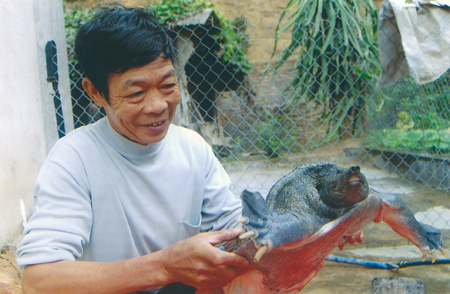 Ba ba trong ao nuôi của ông Đoàn Vũ Nghề.