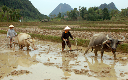 Cần giải quyết tốt nước tưới cho đồng ruộng để bảo đảm tiến độ làm đất.