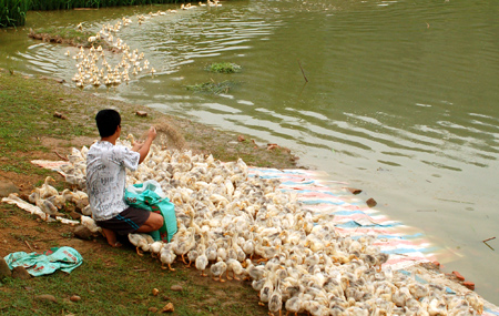 Toàn tỉnh đã có trên 450 trang trại chăn nuôi đang sản xuất, góp phần cải tiến phương thức chăn nuôi và nâng cao giá trị sản xuất.