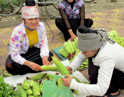 Sản phẩm ngô vụ đông ở Mường Lò, thị xã Nghĩa Lộ