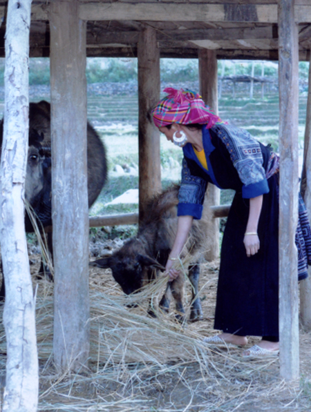 Nhiều gia đình đồng bào Mông ở Mù Cang Chải đã biết dự trữ rơm, rạ làm thức ăn cho gia súc trong mùa đông.
