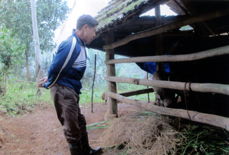 Gia đình ông Phạm Văn Bảng chuẩn bị đủ thức ăn cho gia súc trong mùa đông.
