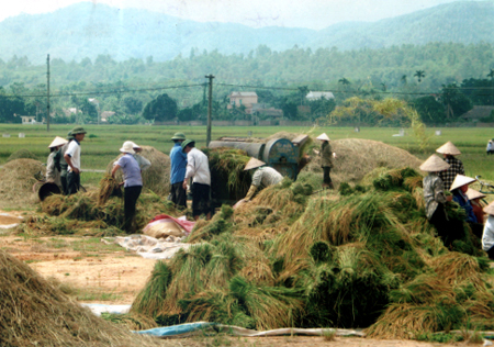 Những cánh đồng sản xuất lúa hàng hóa của Văn Yên.
