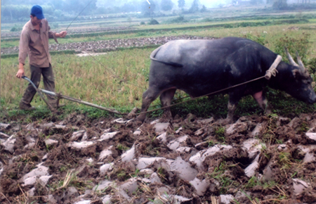 Nông dân xã Việt Cường, huyện Trấn Yên đang đẩy mạnh khâu làm đất.
