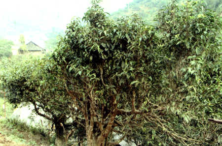 Cây chè Shan Phình Hồ sinh trưởng và phát triển hoàn toàn tự nhiên.
