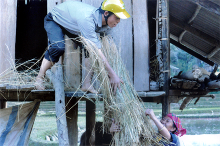 Nhờ dự trữ rơm rạ trong mùa đông, nhiều gia đình ở Mù Cang Chải đã bảo vệ tốt đàn gia súc.