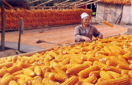 Nông dân thôn Sơn Thượng, xã Mai Sơn bảo quản ngô để nuôi gà đặc sản thả vườn.
